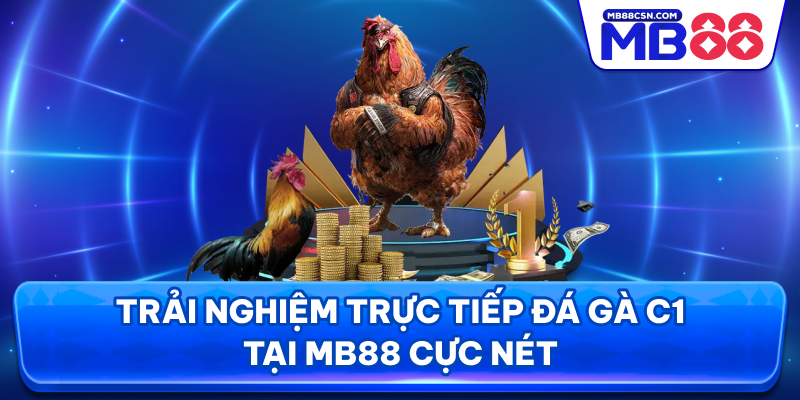 Trải nghiệm trực tiếp đá gà C1 tại MB88 cực nét